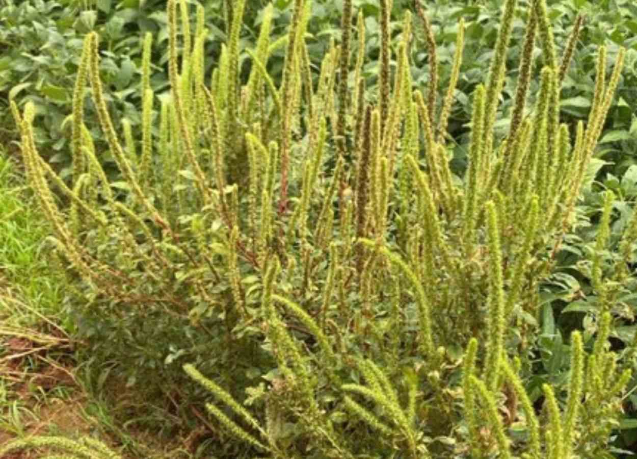 Praga quarentenária é detectada pela primeira vez em São Paulo