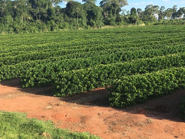 Espírito Santo se destaca como estado com maior área irrigada de café do Brasil