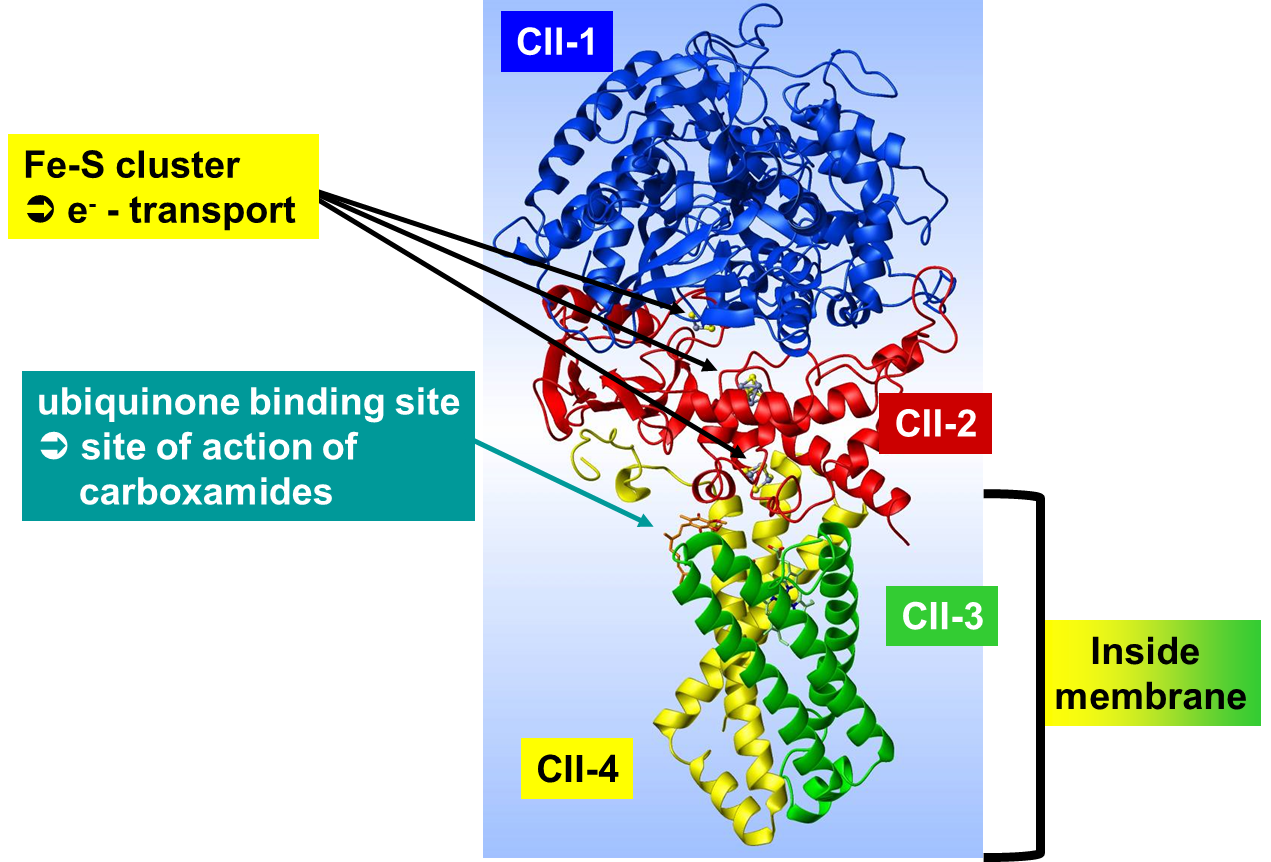 Figura 3 – Arranjo de proteínas formando a enzima Succinato Desidrogenase (SDHI) no Complexo II da cadeia respiratória na mitocôndria (adaptado de Basf, 2013).