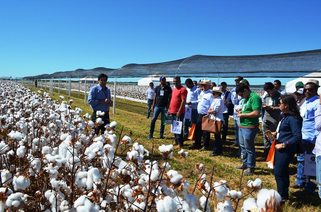 Otimismo na safra gera busca por mais tecnologia em Dia de Campo do Algodão na Bahia