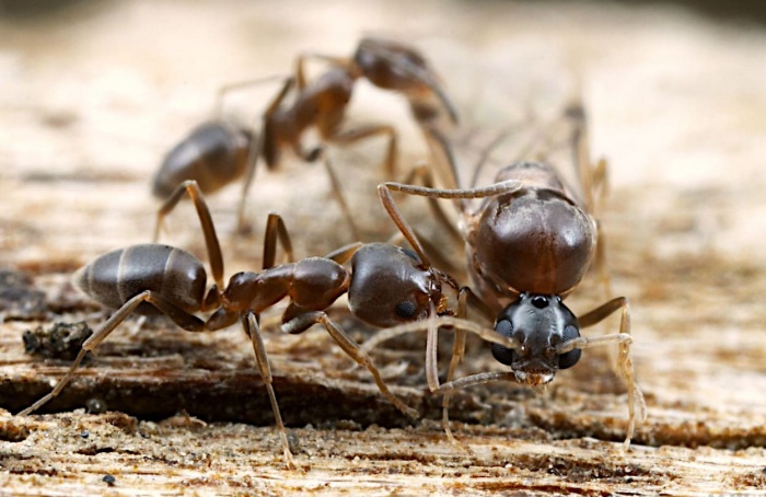 Fungo promete controle biológico da formiga-argentina