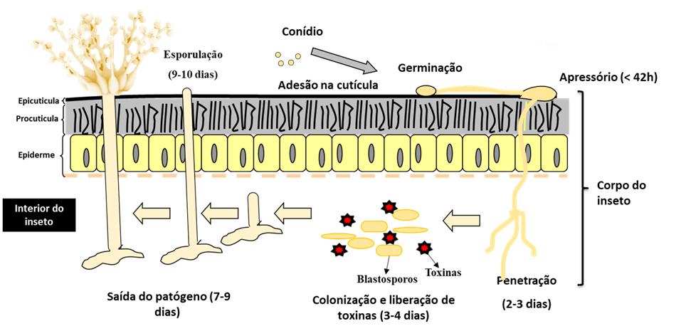 Figura 3:  Mecanismo de ação de Beauveria bassiana para controle de mosca-branca (Bemisia tabaci) (Adaptado de Mascarin e Jaronski, 2016).