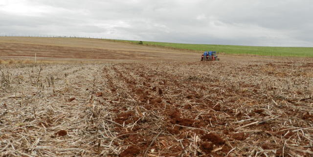 Paraná inicia plantio de trigo e espera rentabilidade na safra de inverno