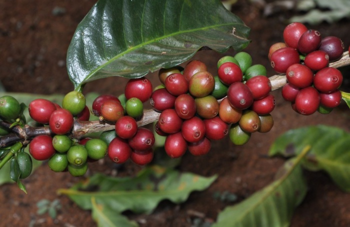 Exportações do agro mineiro alcançam US$ 12,8 bi