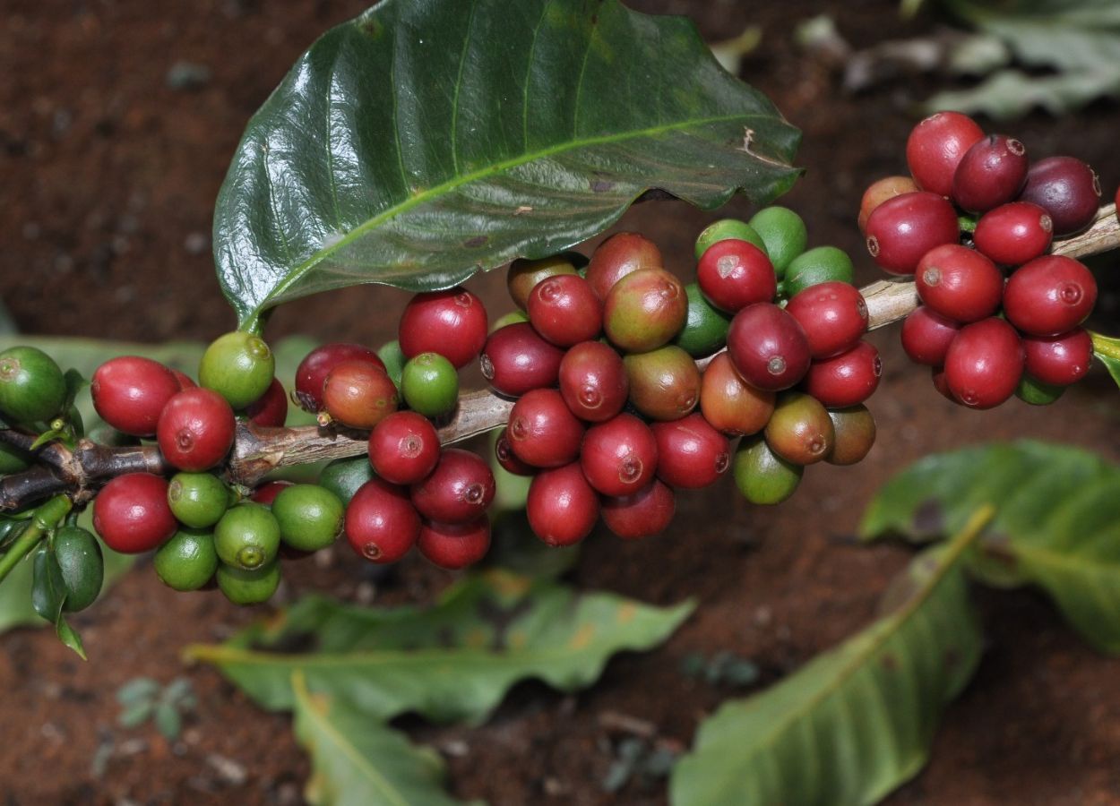 Exportações do agro mineiro alcançam US$ 12,8 bi