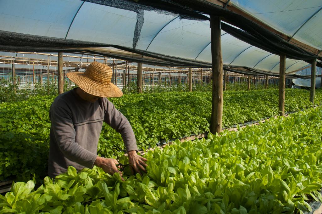 Clima no início de outono favorece olerícolas e frutas