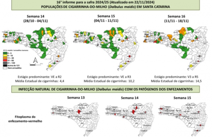 Incidência de cigarrinha-do-milho sobe 65% em Santa Catarina