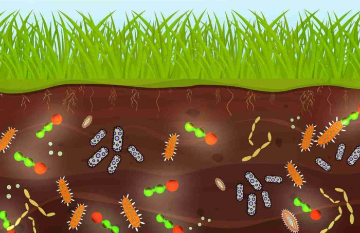 Óxido nitroso de fertilizantes pode afetar bactérias do solo