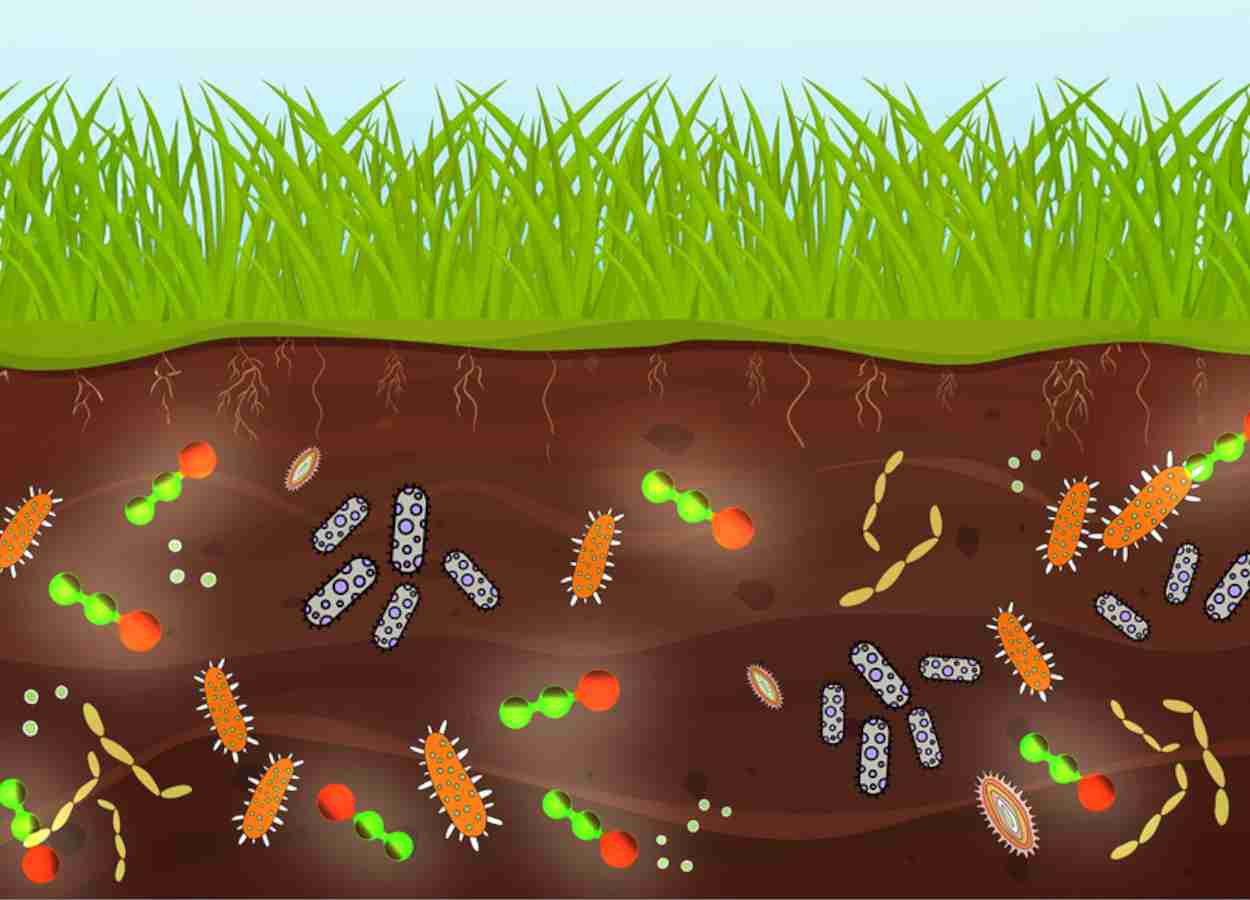 Óxido nitroso de fertilizantes pode afetar bactérias do solo