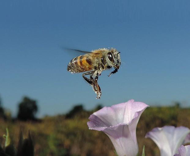 Integração das atividades agrícolas com apicultura e meliponicultura