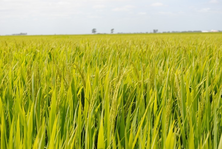 Novo preço mínimo do trigo fica abaixo do esperado pelos produtores