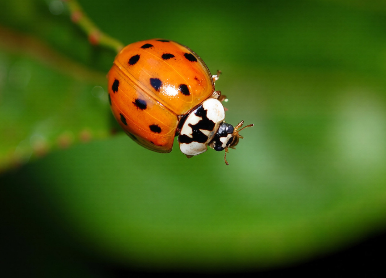 Foto:&nbsp;Jon Yuschock / Bugwood
