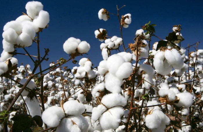 Chuvas desafiam plantio do algodão em Mato Grosso