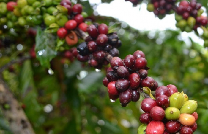 Exportações de cafés brasileiros atingiram 4,3 milhões de sacas em novembro