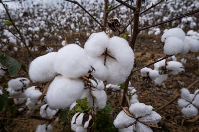 Projeto avalia produção de algodão no Brasil