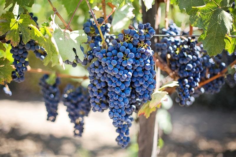 Ubyfol apresenta soluções para produção de uvas no semiárido nordestino
