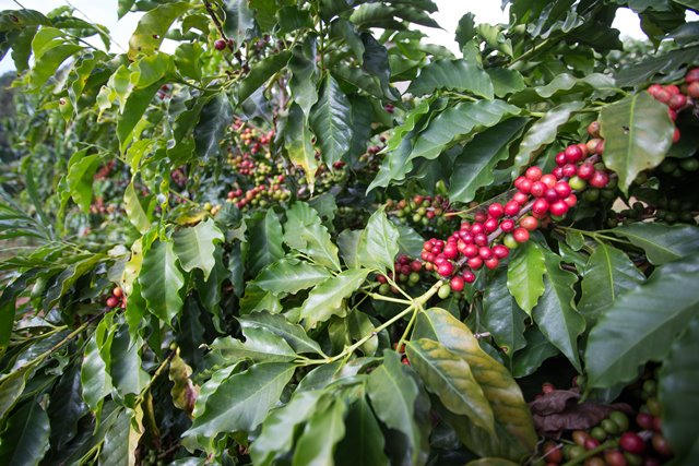 Preços internos do café arábica seguem oscilando com certa força