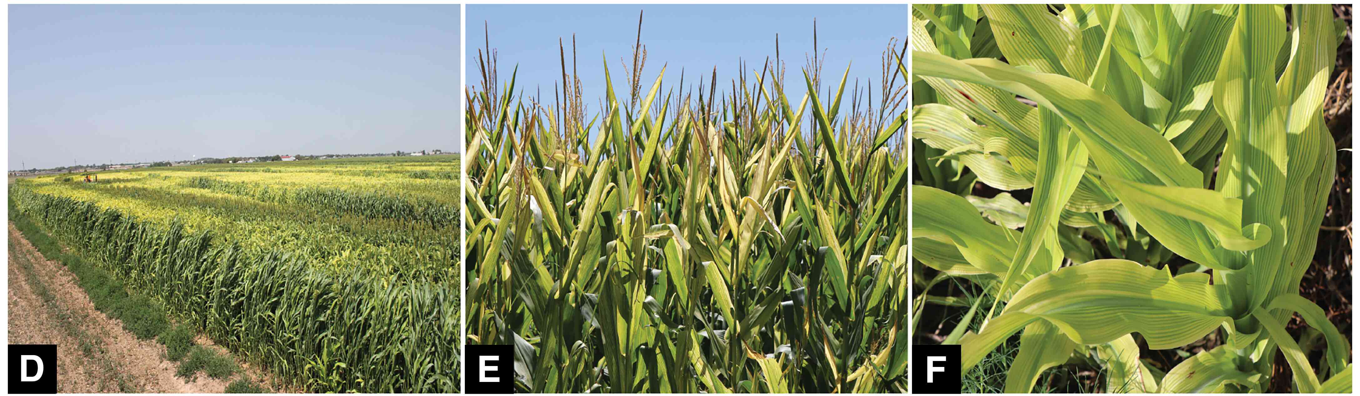 <b>(D)</b> plantas de sorgo em fase de maturação; <b>(E)</b> plantas de milho em fase reprodutiva, apresentando clorose intervenal; <b>(F)</b> vista aproximada de plantas jovens de sorgo com clorose intervenal