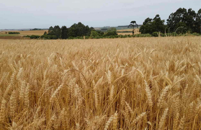 Colheita do trigo atinge 89% da área cultivada no RS
