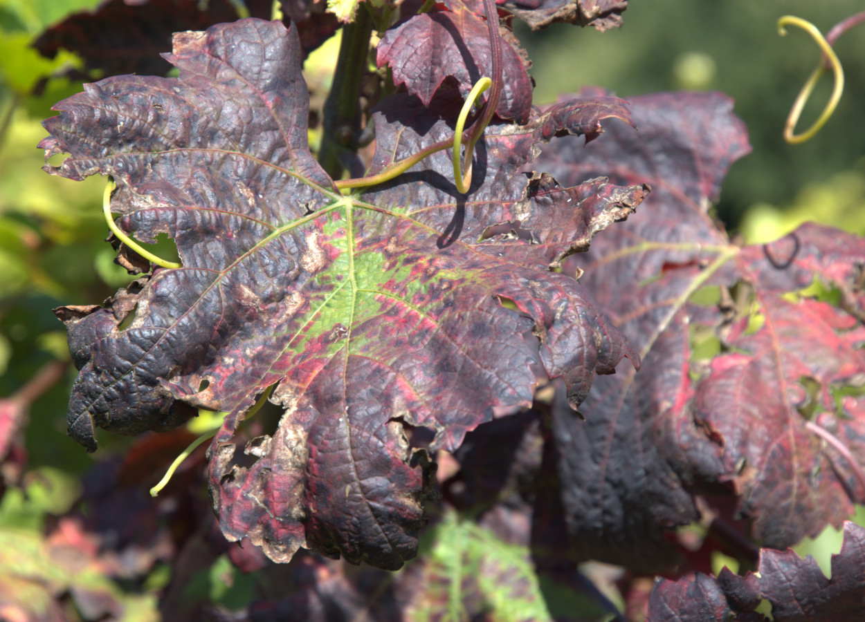 Quando infectadas com flavescência dourada, as folhas da videira tornam-se quebradiças, enrolam-se em direção à parte inferior da folha e podem ficar amarelas, vermelhas, laranja ou roxas - Foto: Agroscope