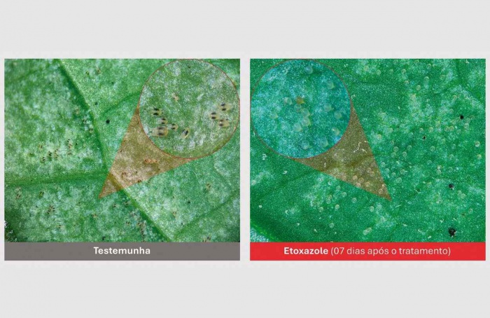 Etoxazole no algodão: por que é indispensável no manejo do ácaro-rajado?
