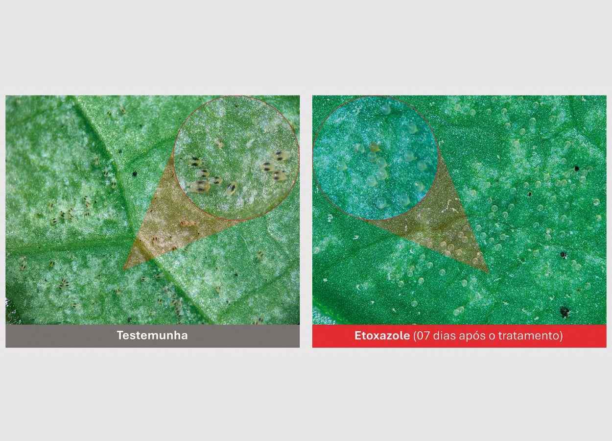 Etoxazole no algodão: por que é indispensável no manejo do ácaro-rajado?