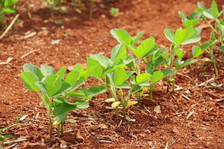 Por falta de chuvas, plantio de soja começa de forma cautelosa em Mato Grosso