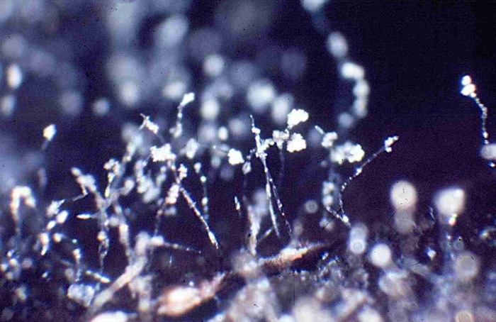 Trichoderma asperellum reduz mofo-cinzento em mirtilo