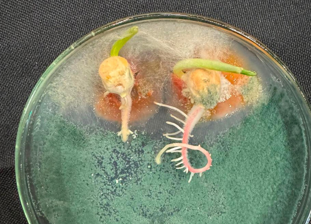 Ação de <i>Trichoderma</i> sobre semente de milho infectada por <i>Fusarium</i>, demonstrando o potencial de competição e micoparasitismo do <i>Trichoderma</i> sobre o <i>Fusarium</i> -  Foto: Sérgio Miguel Mazaro