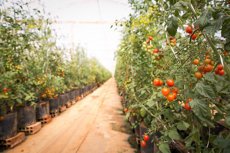 Estudo mostra que produção de tomate tem alto custo no país