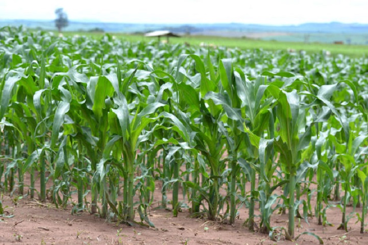 Study reveals how plant density and fertilization affect corn cultivation