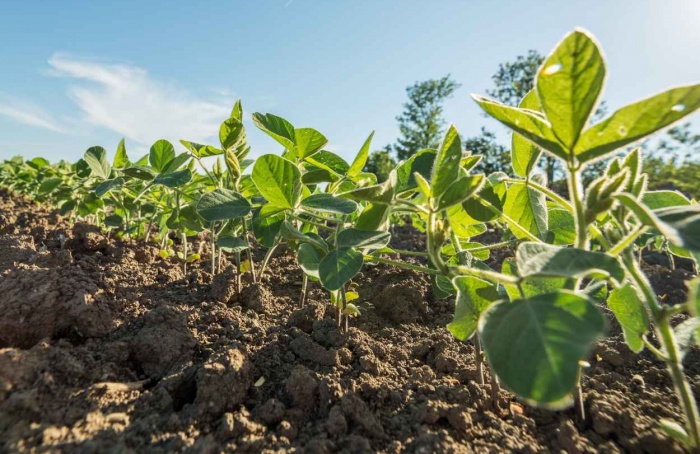 Irregularidade das chuvas atrasa semeadura da soja