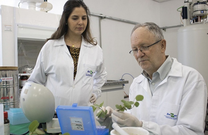 Protocolo orienta o uso de ressonância magnética no estudo do metabolismo de plantas