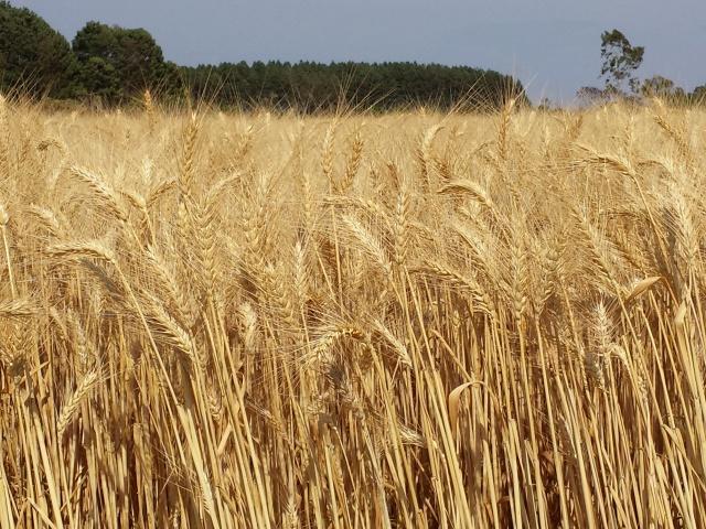 Embrapa disponibiliza nova cultivar de trigo tropical para produtores de sementes