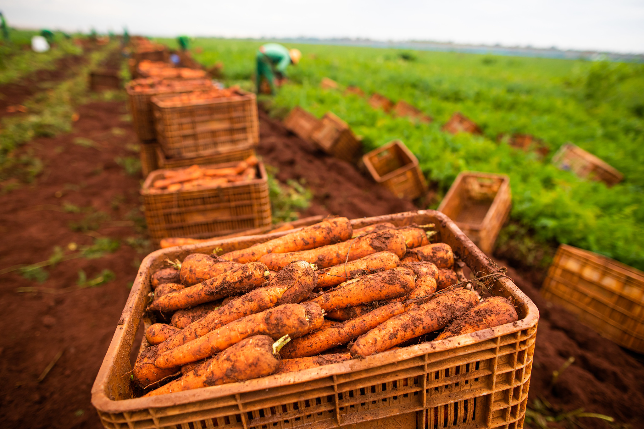 Aumento da oferta favorece queda de preços das hortaliças, destaque para cenoura e batata