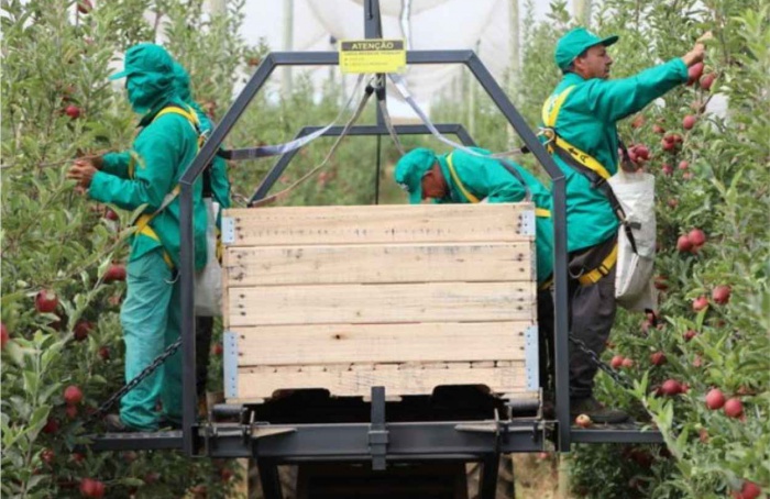 Maçã brasileira abre safra com frutos maiores e de alta qualidade