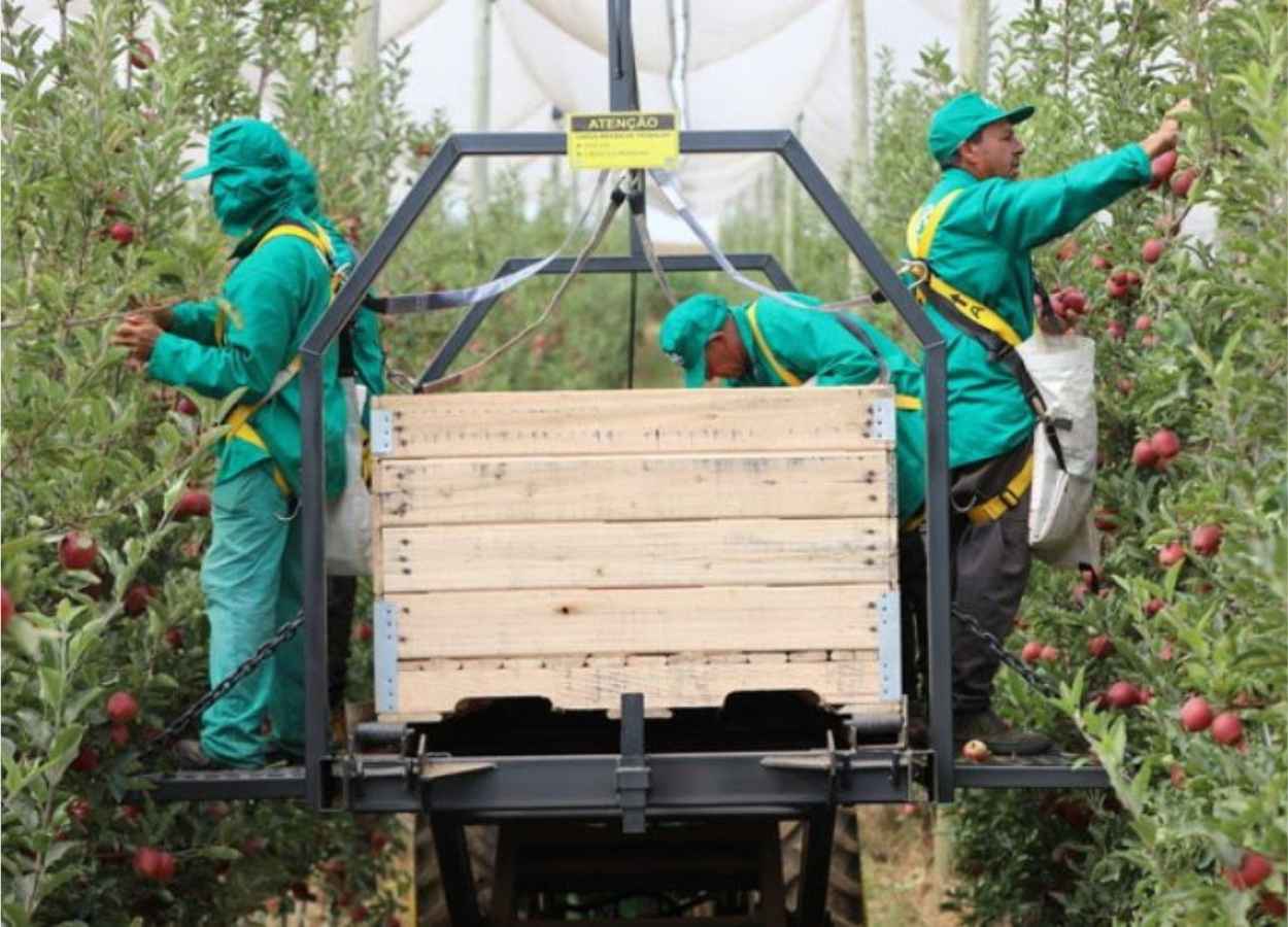 La cosecha de manzanas brasileñas comienza con frutas más grandes y de mayor calidad.
