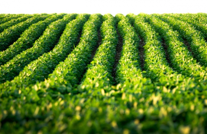 Zoneamento agrícola da soja na safra 2024-25 é publicado