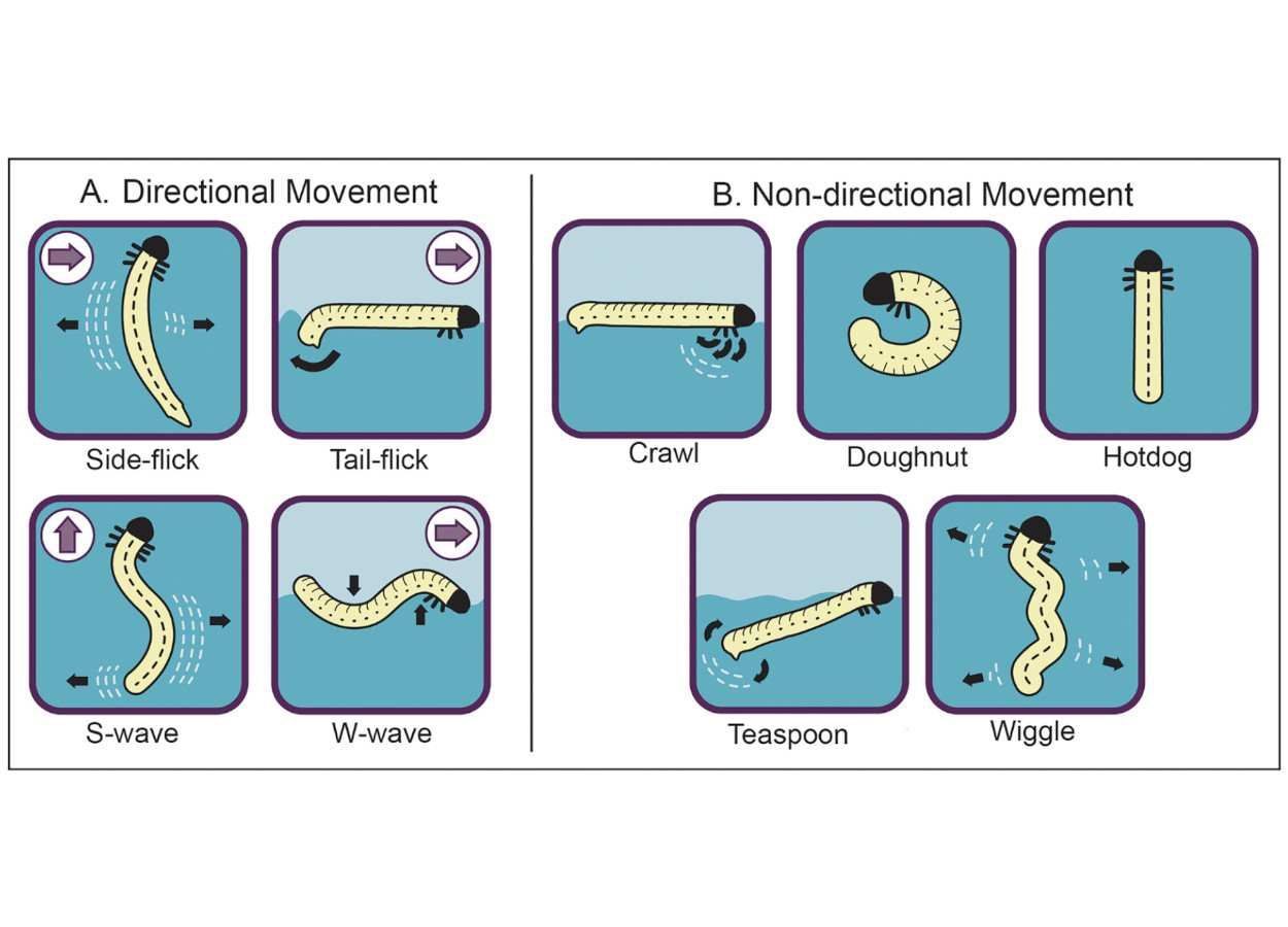 Lagartas terrestres exibem diferentes formas de nado