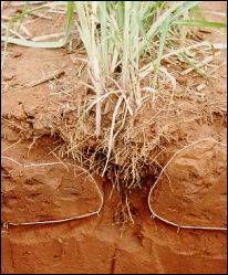 Trincheira mostra área compactada e sem penetração de raízes