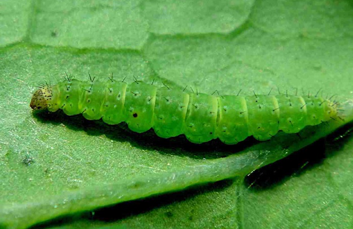 Extrato de Phytolacca americana repele traça-das-crucíferas