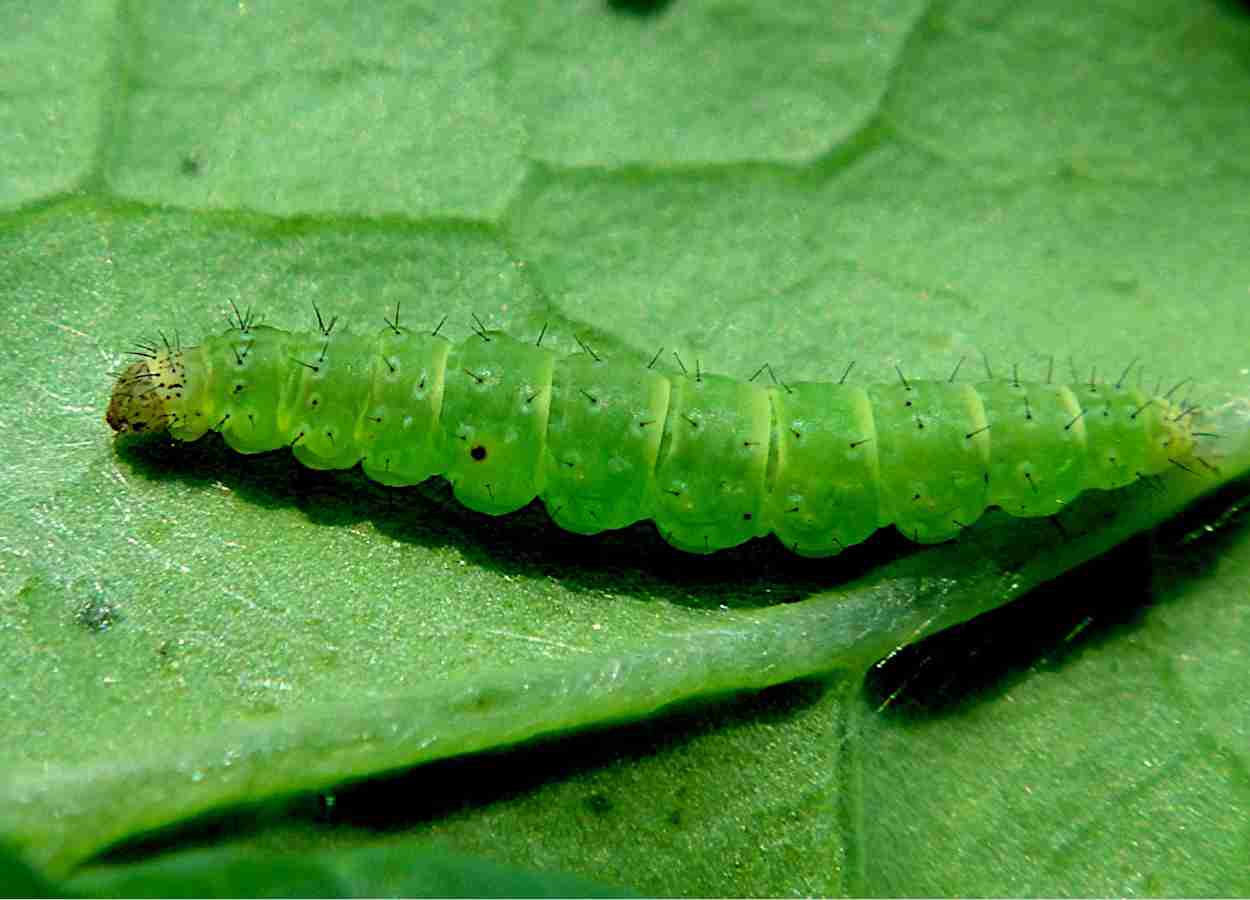 Extrato de Phytolacca americana repele traça-das-crucíferas