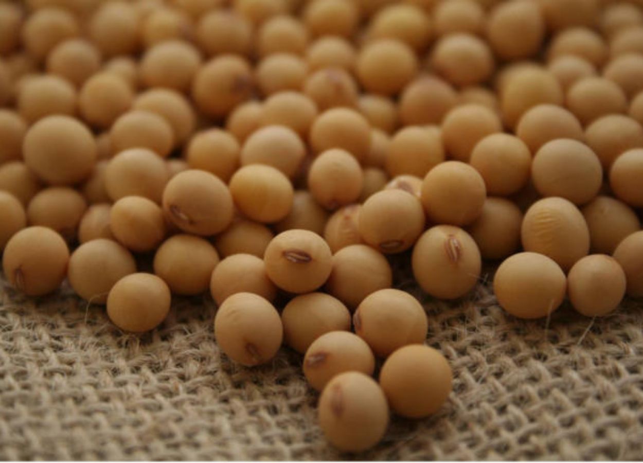 Reunião de Pesquisa da Soja debate perspectivas em junho