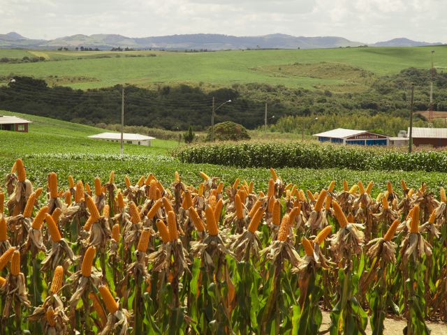 Epagri e UFSM publicam livro que aponta caminhos para aumentar a produção do milho em SC