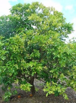 Encontro alerta para combate e controle do Greening em cítricos