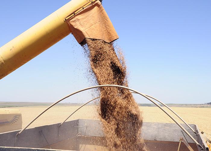 Fazenda no Cerrado registra recorde brasileiro na produtividade de trigo