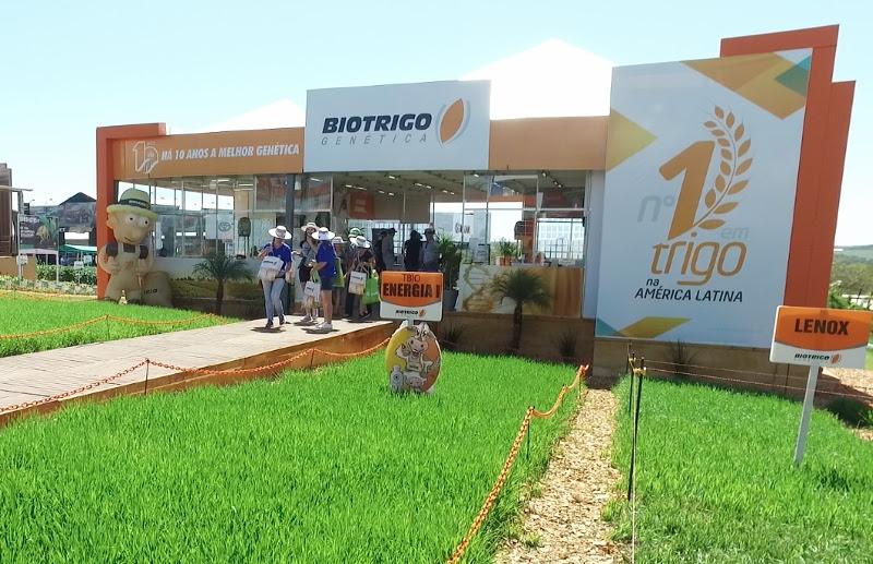 Biotrigo levará cultivares de ciclos superprecoce e precoce no Show Rural Coopavel
