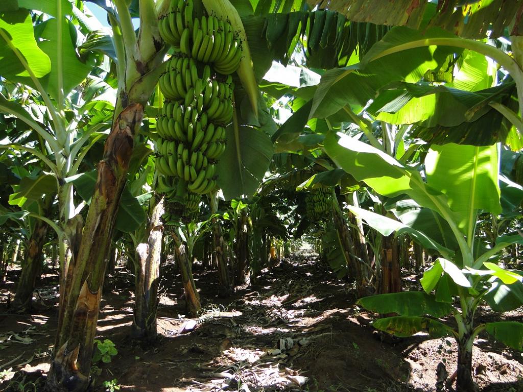 Emater-MG alerta sobre a prevenção para combater o Mal do Panamá nos bananais
