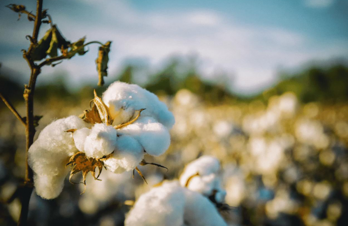 Inscrições para a Brazilian Cotton School seguem até 30 de novembro