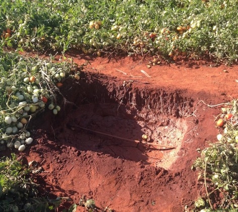 Irrigação por gotejamento dobra produtividade de tomate e reduz custos na lavoura